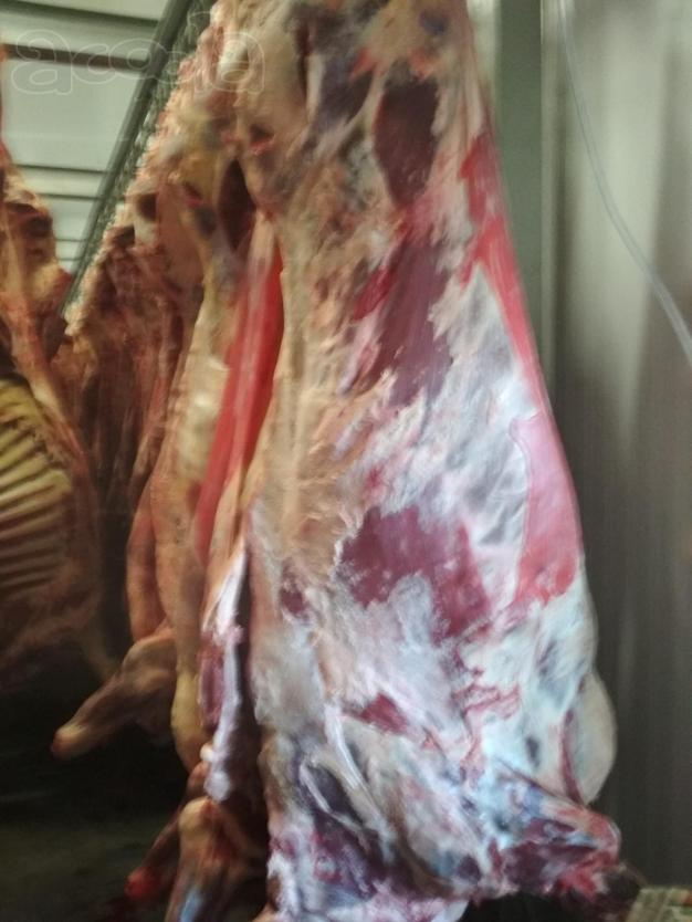 Продам мясо коров 1 кат охлажденка