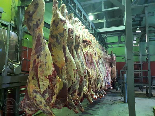 Говядина оптом от производителя ГОСТ 799-55