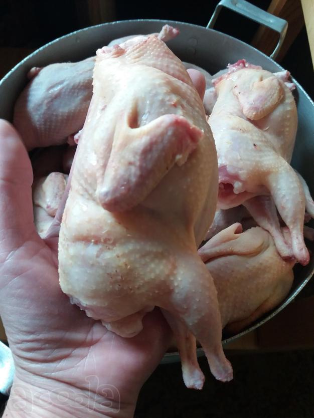 Мясо (тушки) перепелов