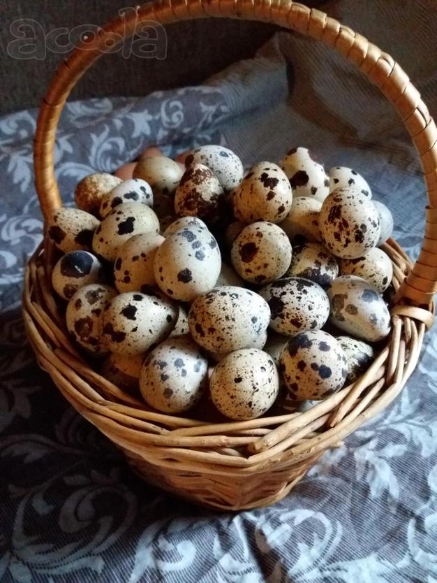 Яйцо домашнее перепелиное.