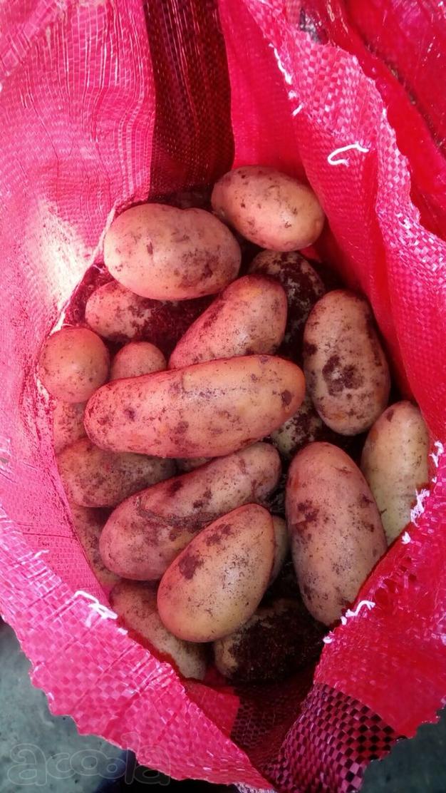 Отборный картофель