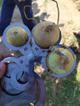 Лук репчатый оптом напрямую от поставщика из Узбекистана.