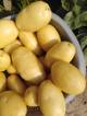 Молодой картофель сорта «Мелодия» из Пакистана