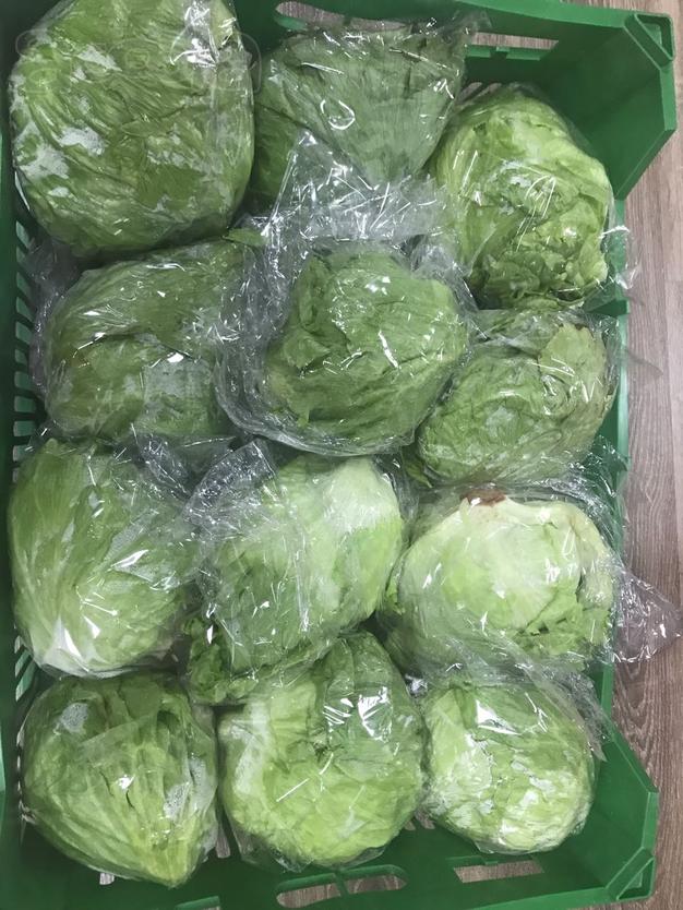 Продам салат айсберг сетевого качества